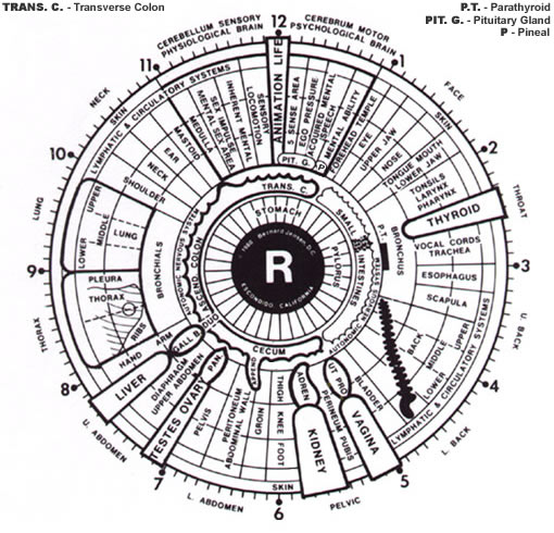 Iridology Eye Chart Right Eye